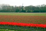 tulip fields and windmill, Lisse, Zuid Holland (South Holland)