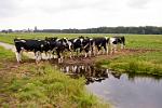 cows in a field near Gouda, Zuid Holland