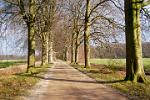 autumn lane, near Hilversum, the Gooi