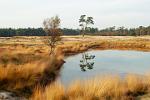 fields of heather, near Driebergen, Utrecht