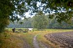 rural scene, near Lochem, Overijssel