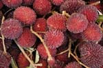 Malaysia - Cameron Highlands - lychees at a market