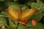 Malaysia - Cameron Highlands - butterfly garden