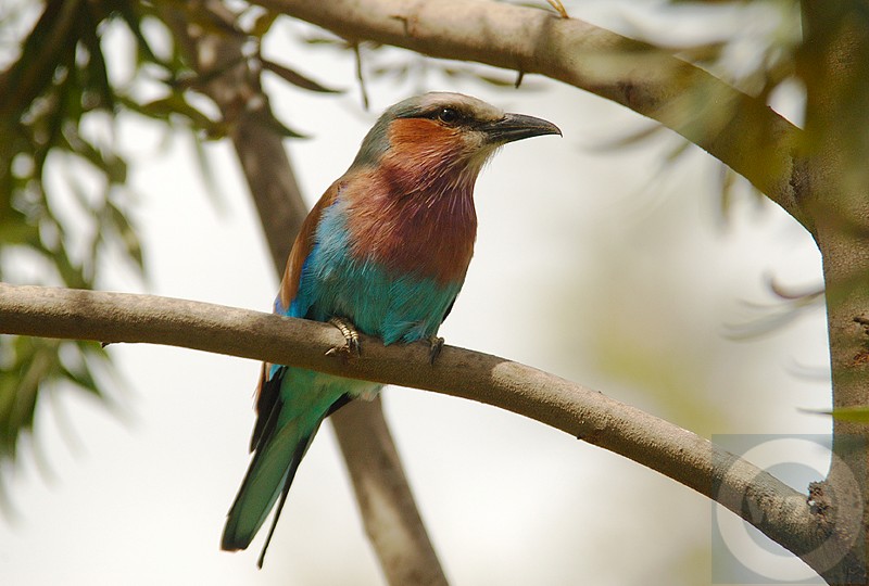 Kenya, Lilac breasted Roller (Coracias Caudatus), Lake Naivasha