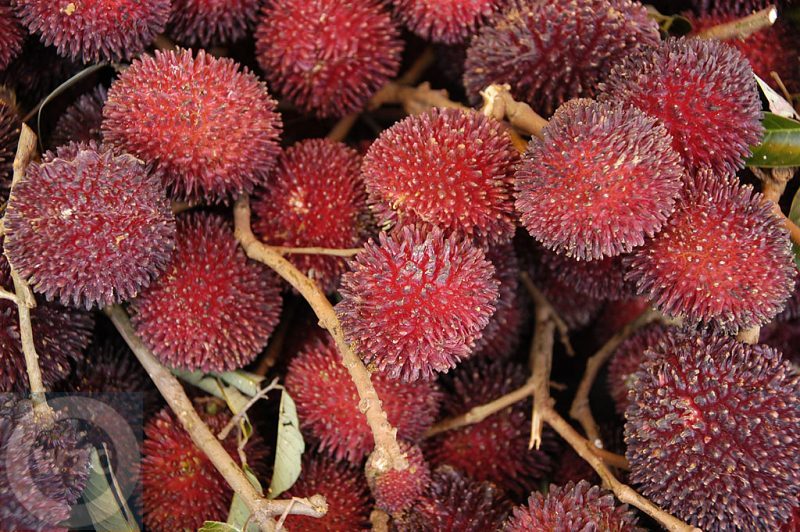 Malaysia - Cameron Highlands - lychees at a market