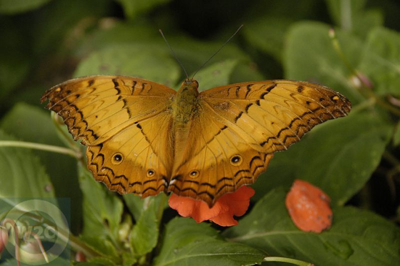 Malaysia - Cameron Highlands - butterfly garden