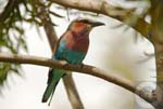 Kenya, Lilac breasted Roller (Coracias Caudatus), Lake Naivasha