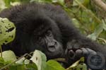 DRC Congo (Zaire), mountain gorilla, Parque National des Virunga