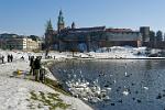 feeding the birds at the Wisla River, Wawel castle in the back