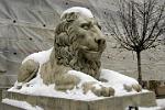  a snowy lion