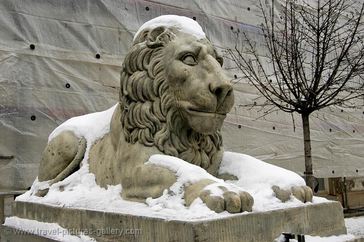  a snowy lion