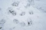 wolf tracks, Bieszczady National Park
