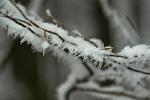 ice crystals on a twig