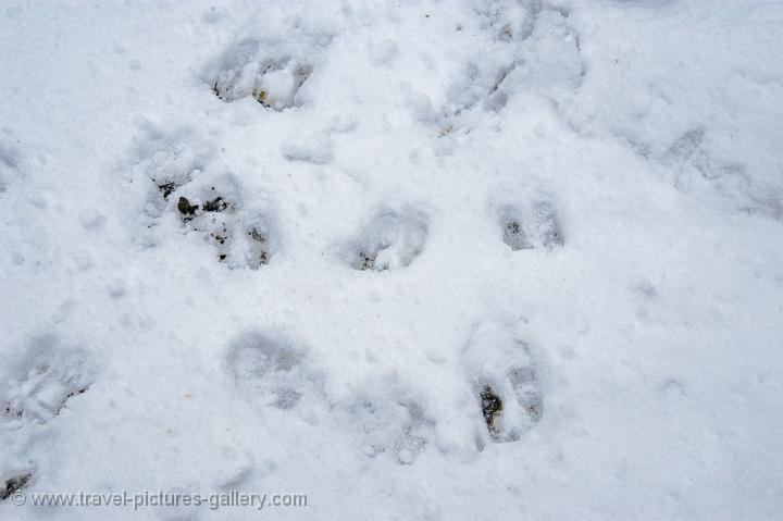 wolf tracks, Bieszczady National Park