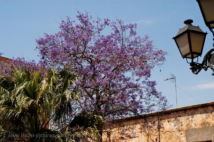 Jacaranda Tree