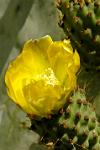 cactus flower in the semi-desert