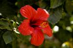 hibiscus flower