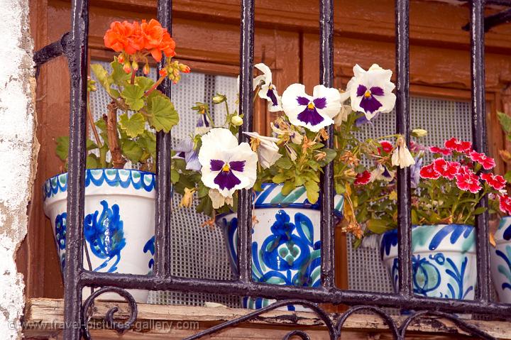 violets in a window, Albayzin