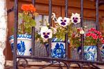 violets in a window, Albayzin