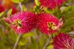 bottlebrush flower