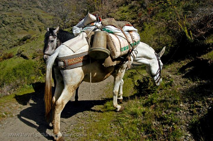 horses on the track from Capileira