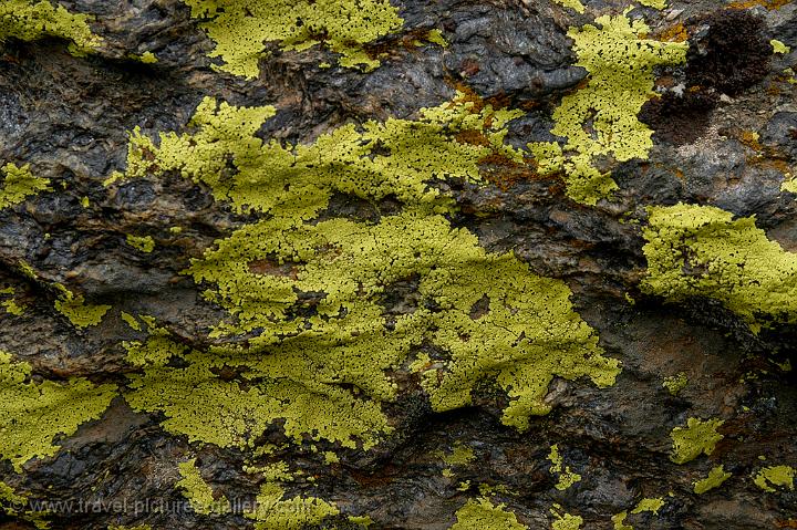 lichen on a rock