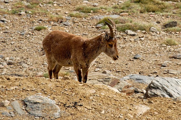 mountain goat