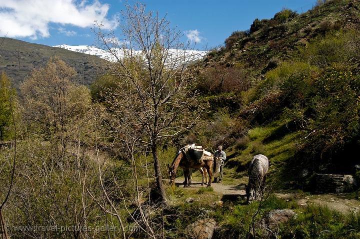 horses on the track above Capileira