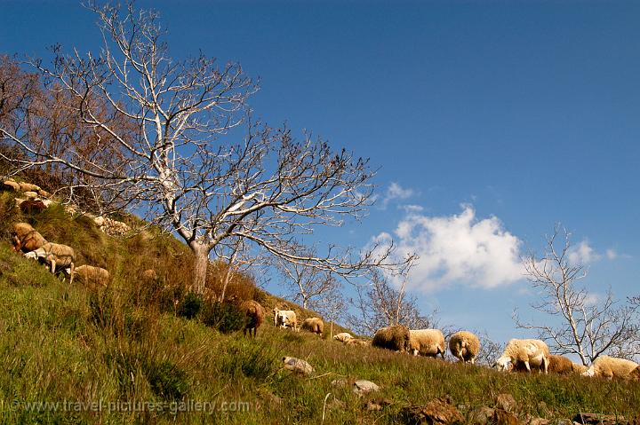 grazing sheep, Alpujarras