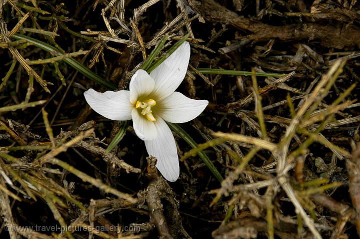 a type of mountain lily