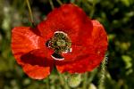 poppy flower, Capileira, Las Alpujarras