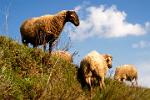 grazing sheep, Capileira