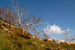 grazing sheep, Alpujarras