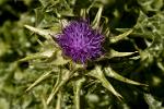 thistle flower, Alpujarras