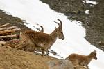 mountain goats