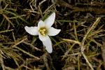 a type of mountain lily