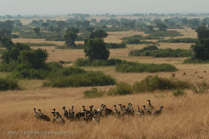 vultures on a carcass