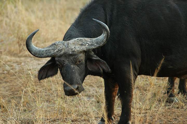a Cape Buffalo at close range