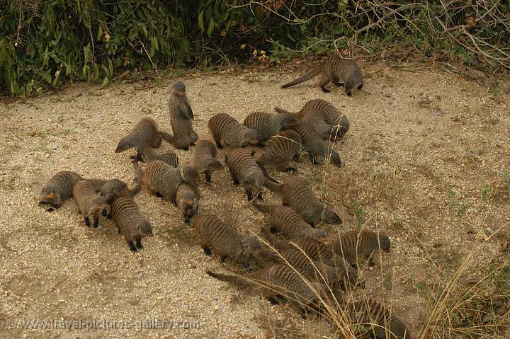 banded mongoose (Mungos mungo)