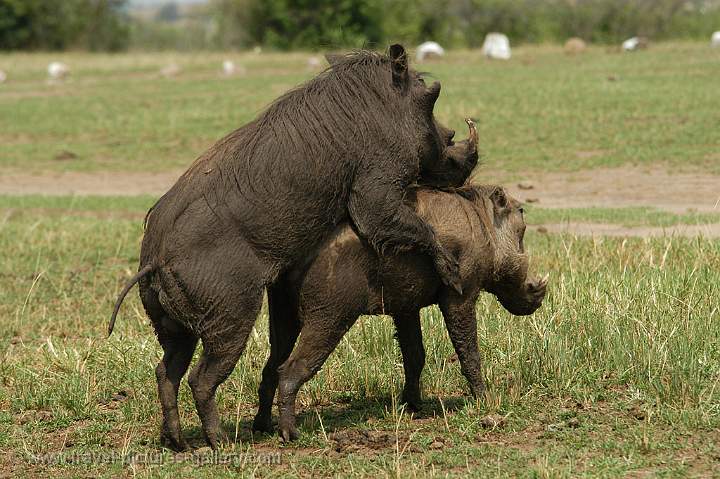 mating Warthogs