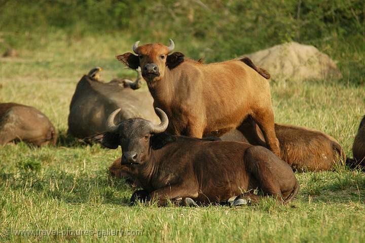 Buffaloes at the banks of the Kazinga Channel