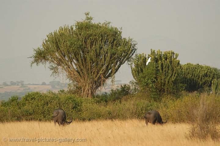 large Euphorbia trees