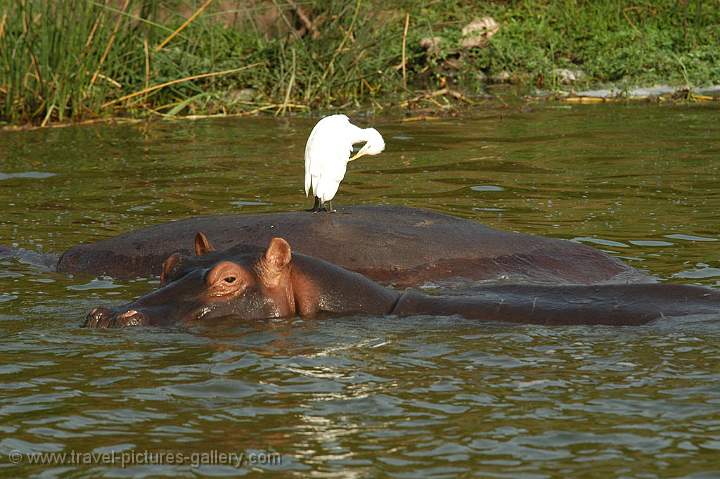 Egret and Hippos in the Kazinga Channel