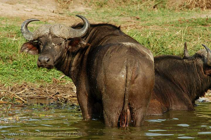 Buffaloes at the banks of the Kazinga Channel