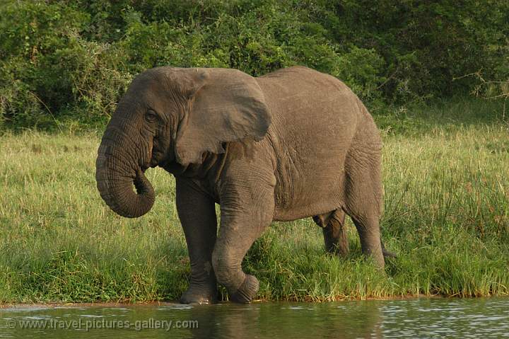 elephant coming for a drink