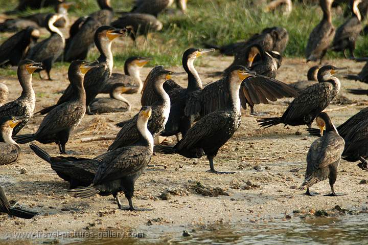 cormorants on the river bank