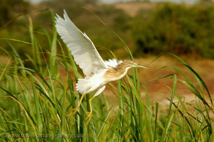 Squacco Heron (Ardeola ralloides)