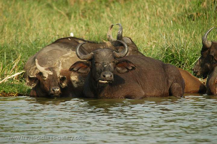 Buffaloes at the banks of the Kazinga Channel