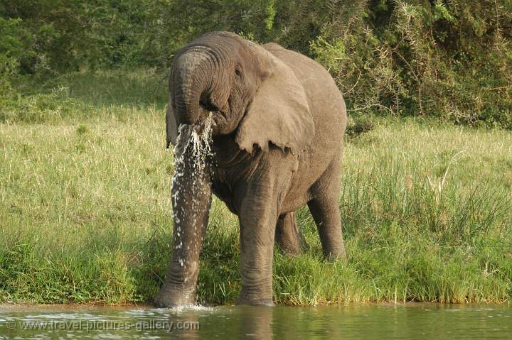 elephant coming for a drink