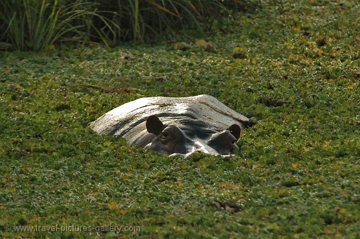 Hippo in a marshy pool